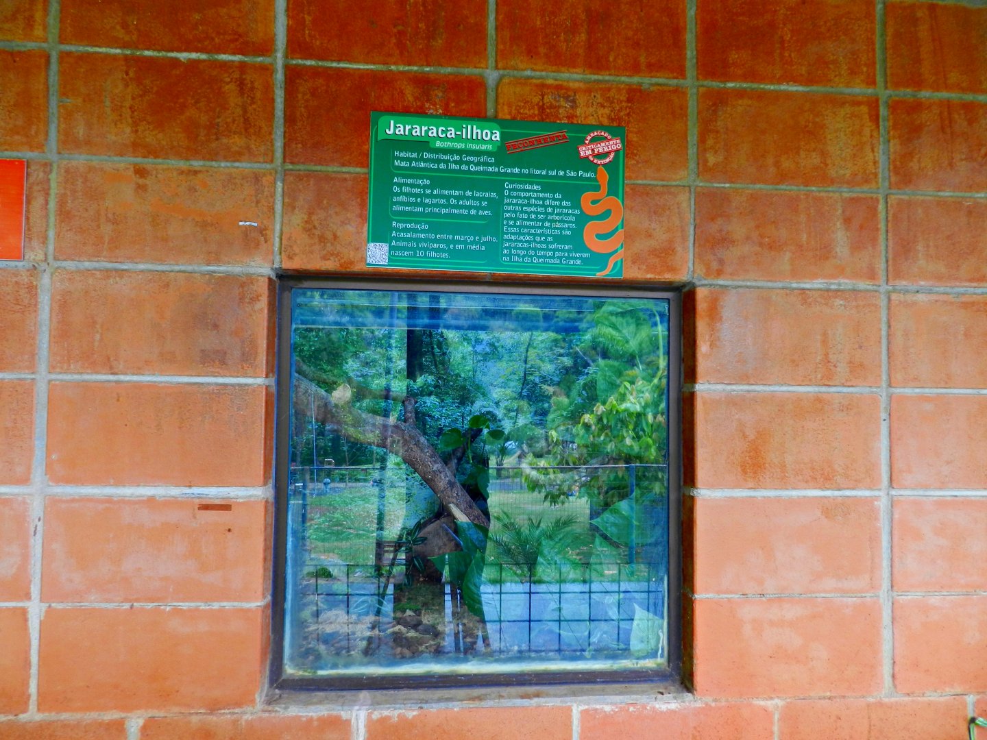 Golden lancehead exhibit - Sorocaba zoo (PZMQB)