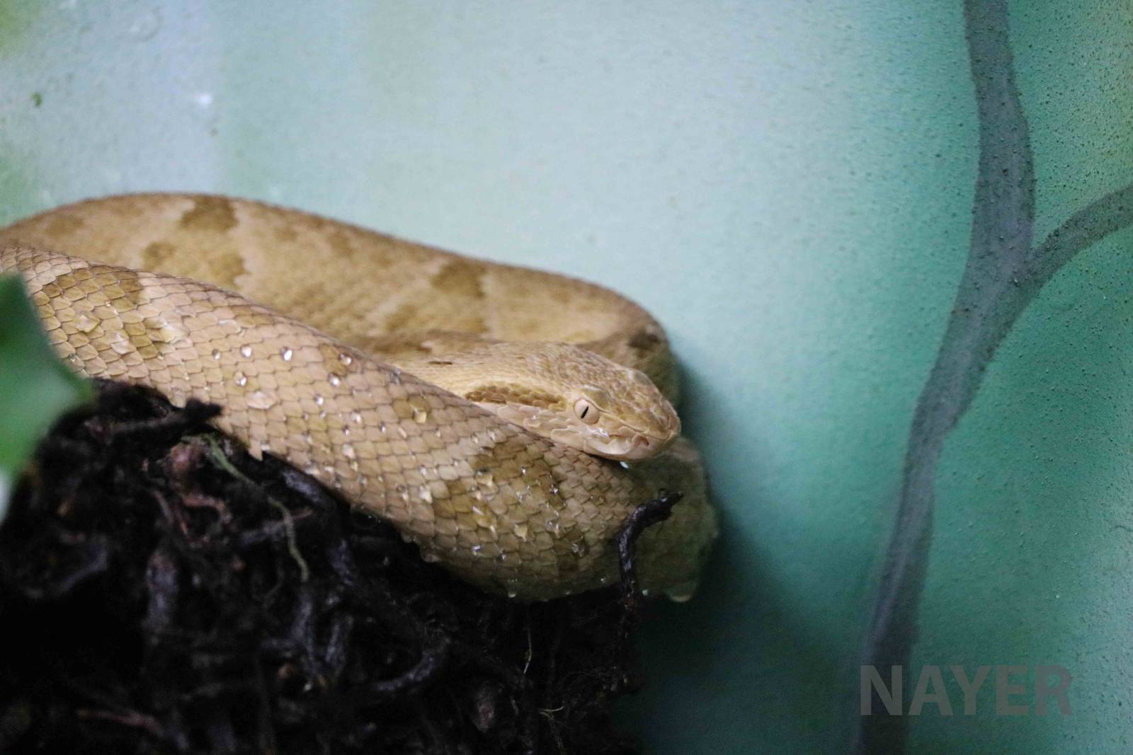Golden lancehead - Instituto Butantan, April 2016