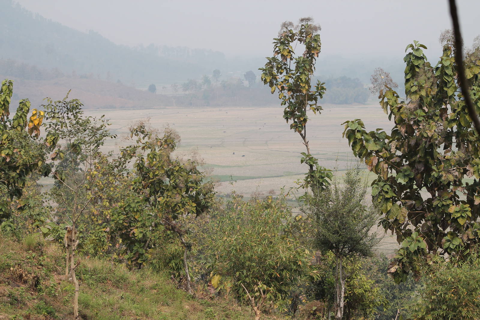 Golden Langur (Trachypithecus geei) -- on the edge of extinction