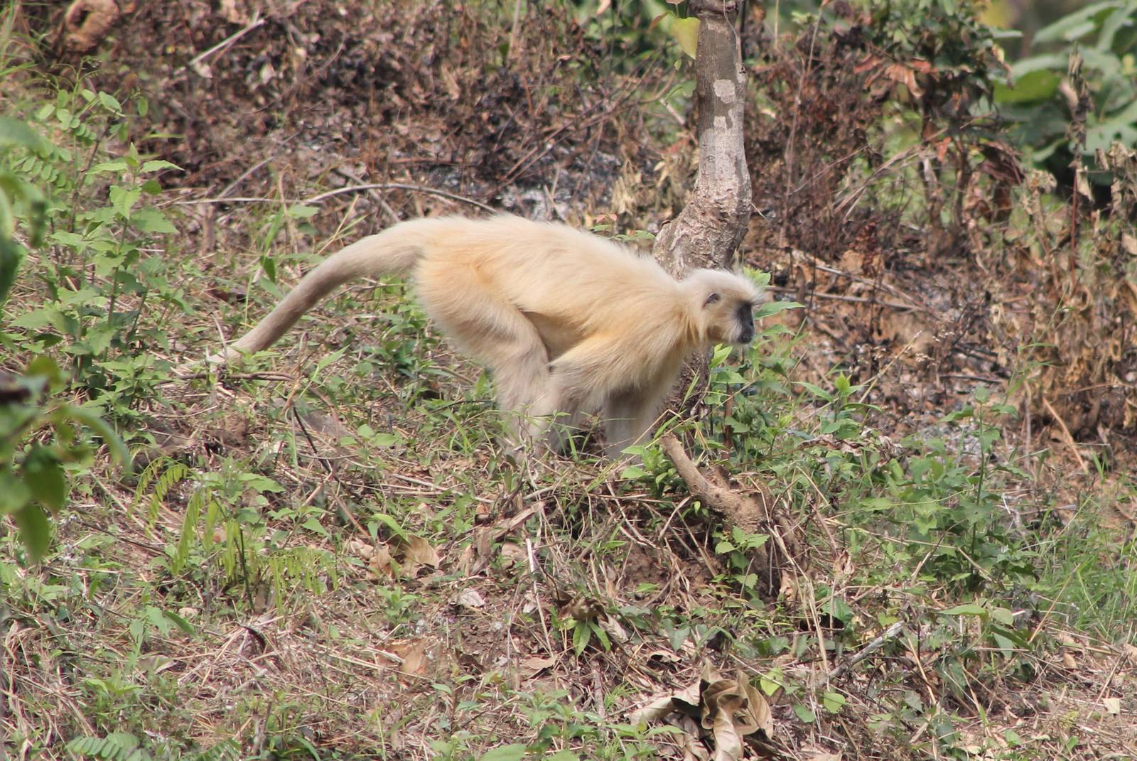 Golden Langur (Trachypithecus geei) on the run