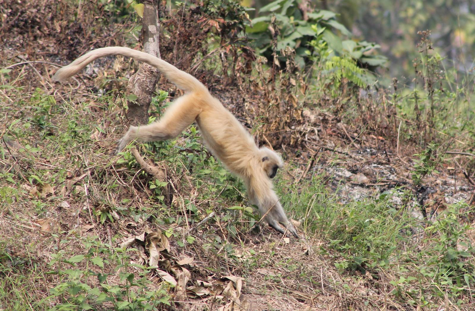 Golden Langur (Trachypithecus geei) on the run