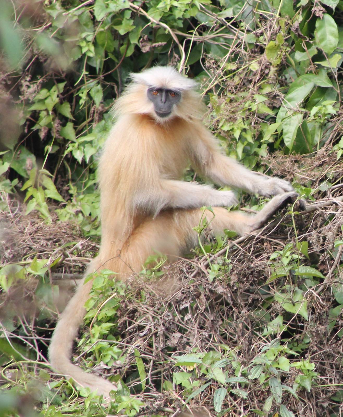 Golden Langur (Trachypithecus geei)