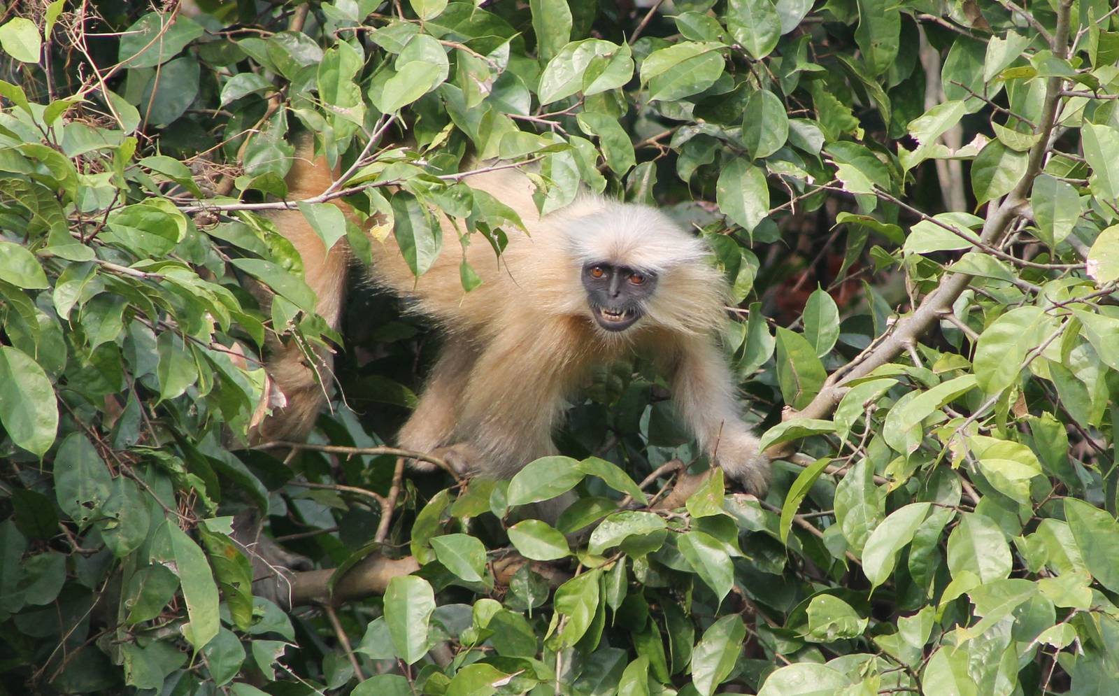 Golden Langur (Trachypithecus geei)