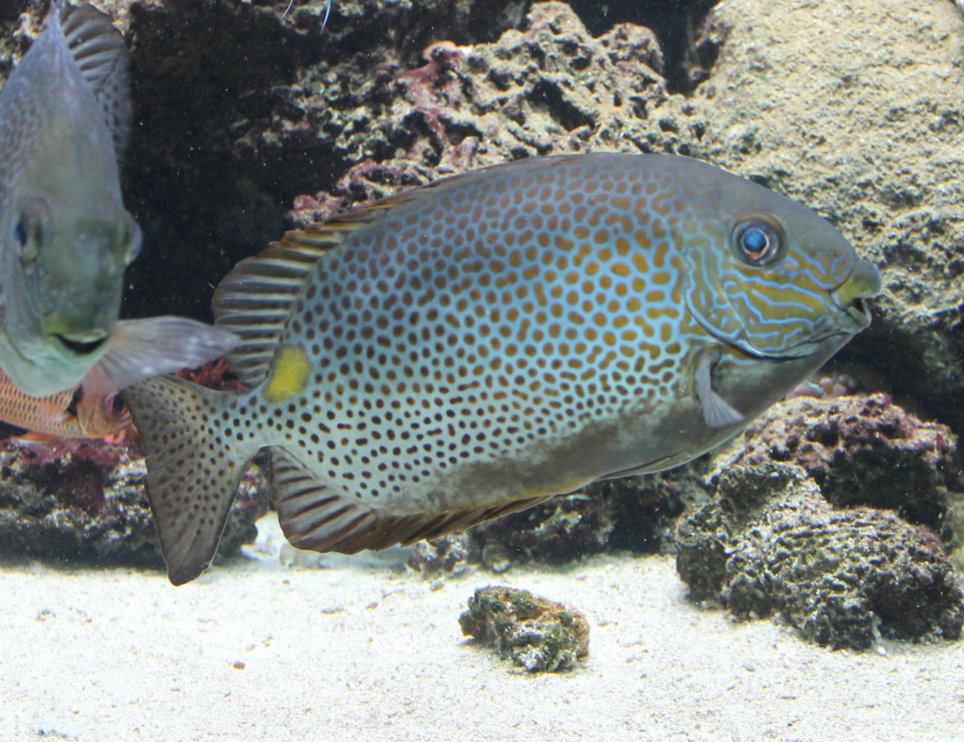 Golden-lined spinefood - Siganus guttatus