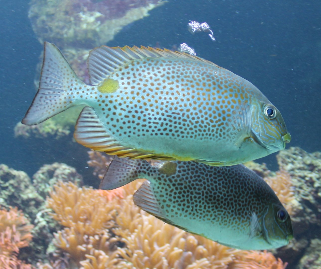 Golden-lined spinefoods - Siganus guttatus