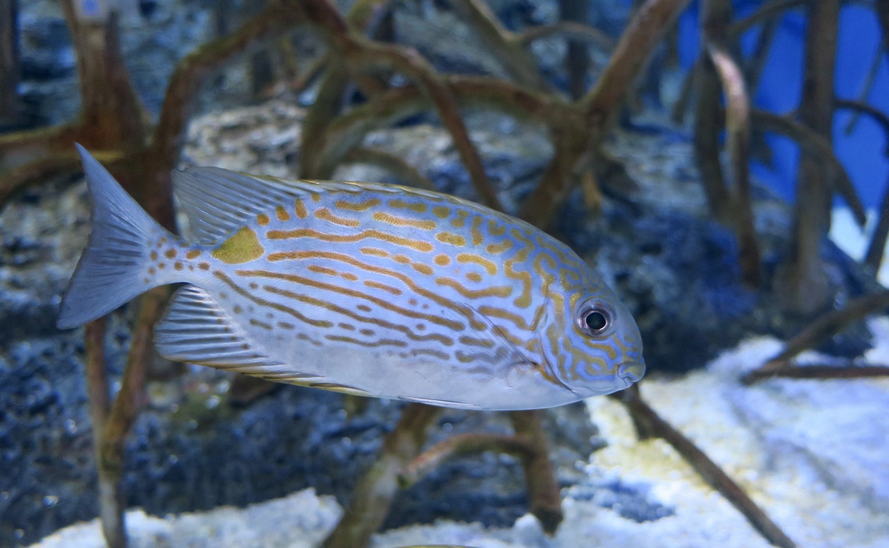 Golden-Lined Spinefoot (Siganus lineatus)