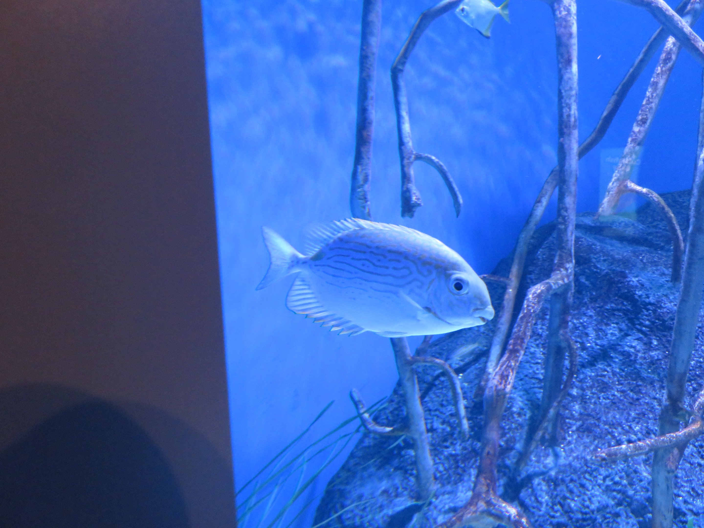 Golden-lined Spinefoot