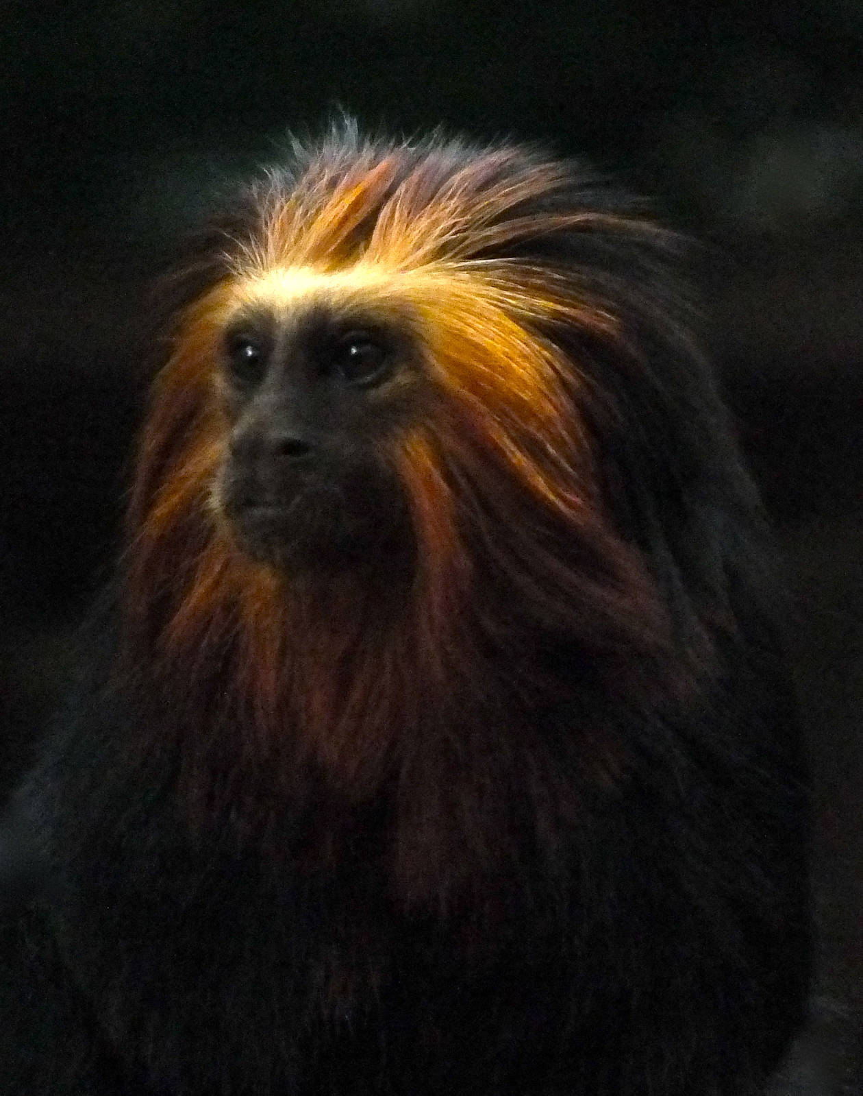 Golden Lion Headed Tamarin