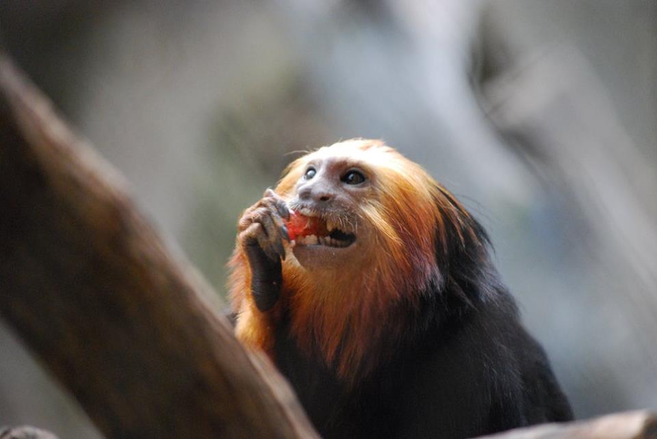 Golden Lion-Headed Tamarin