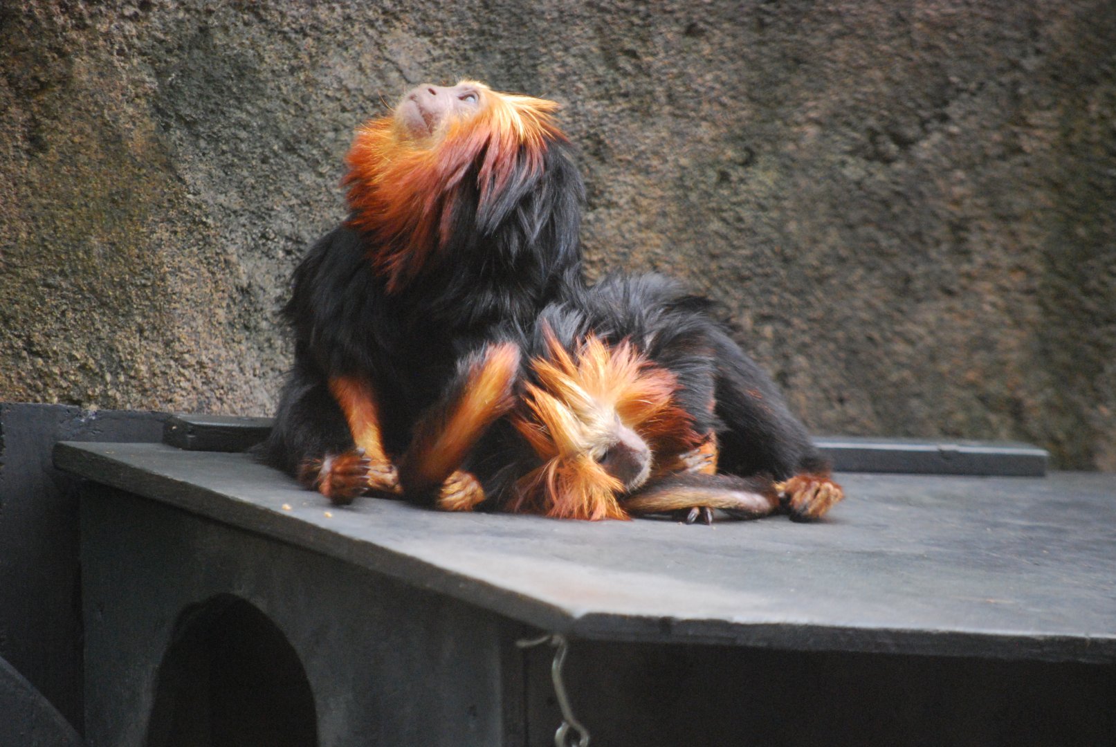 Golden Lion-Headed Tamarin