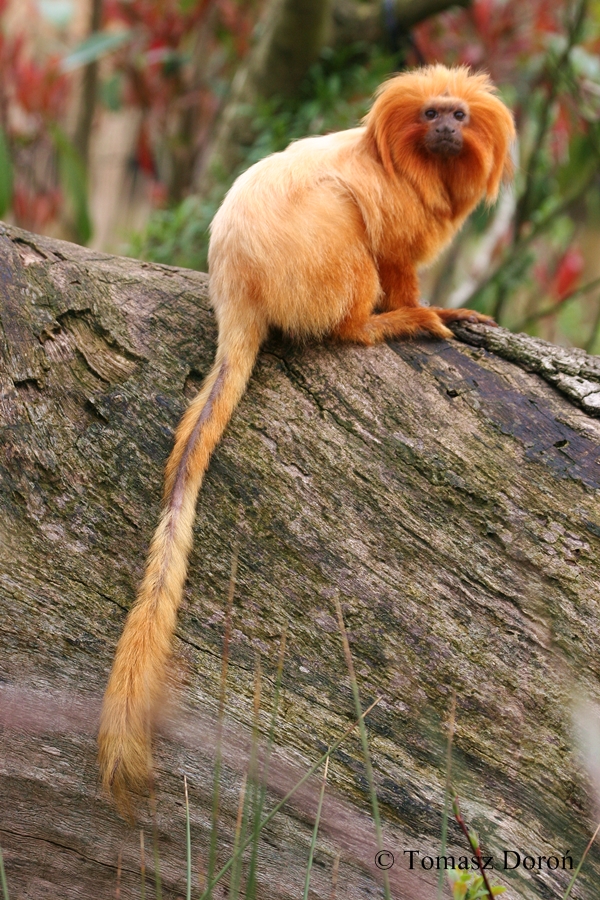 Golden Lion Marmoset