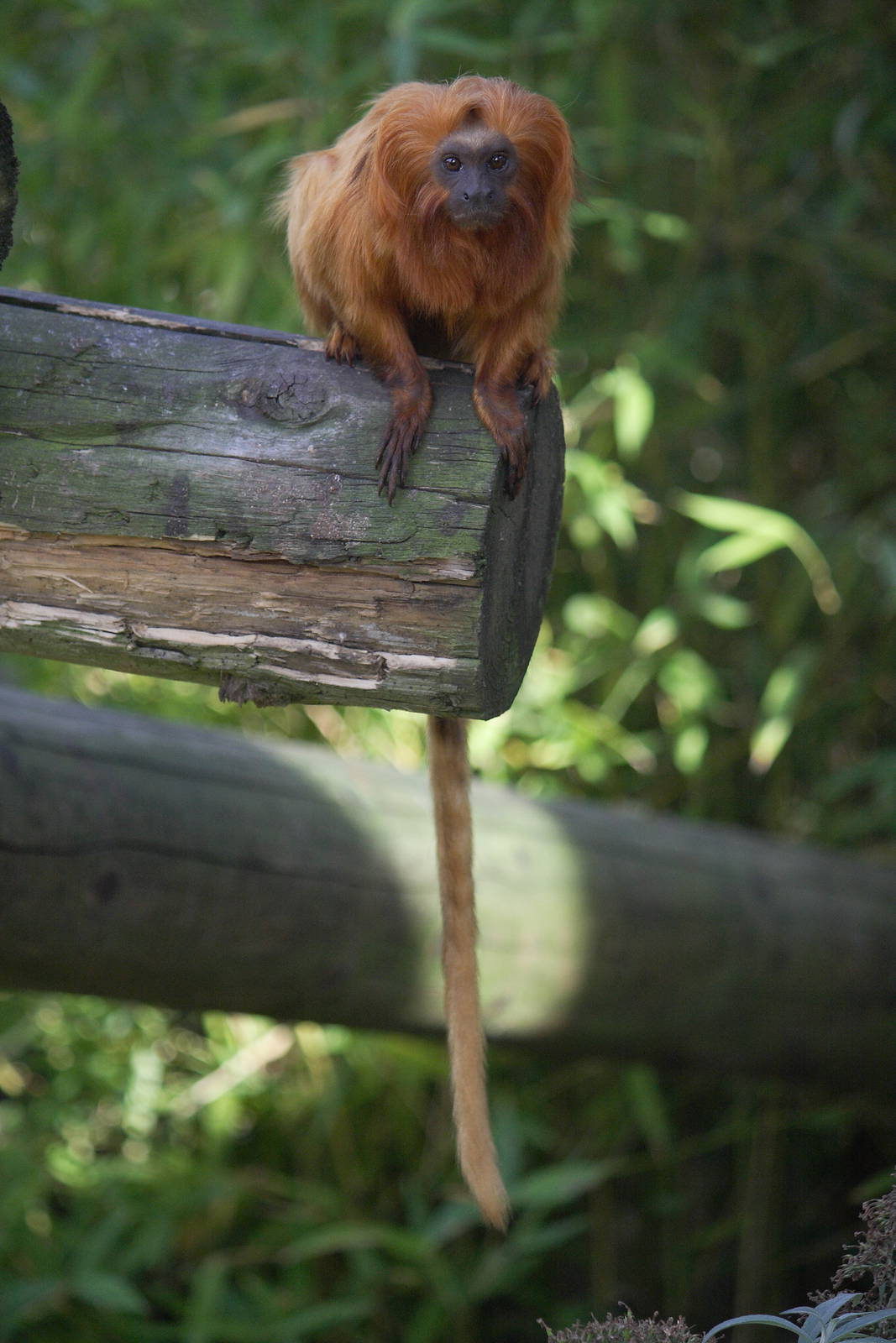 Golden lion tamarin 01/10/2011