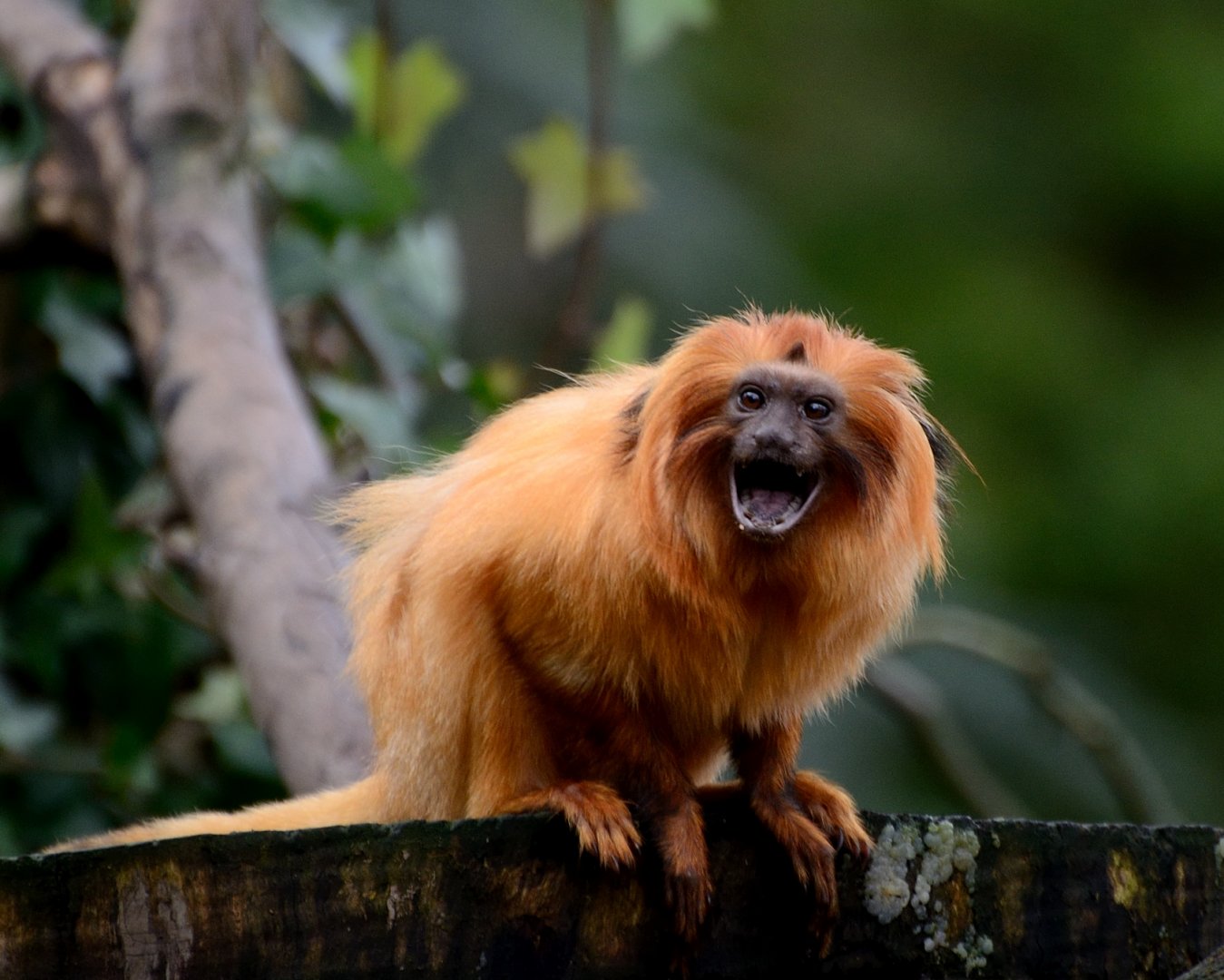 Golden Lion Tamarin - 05/12/2019