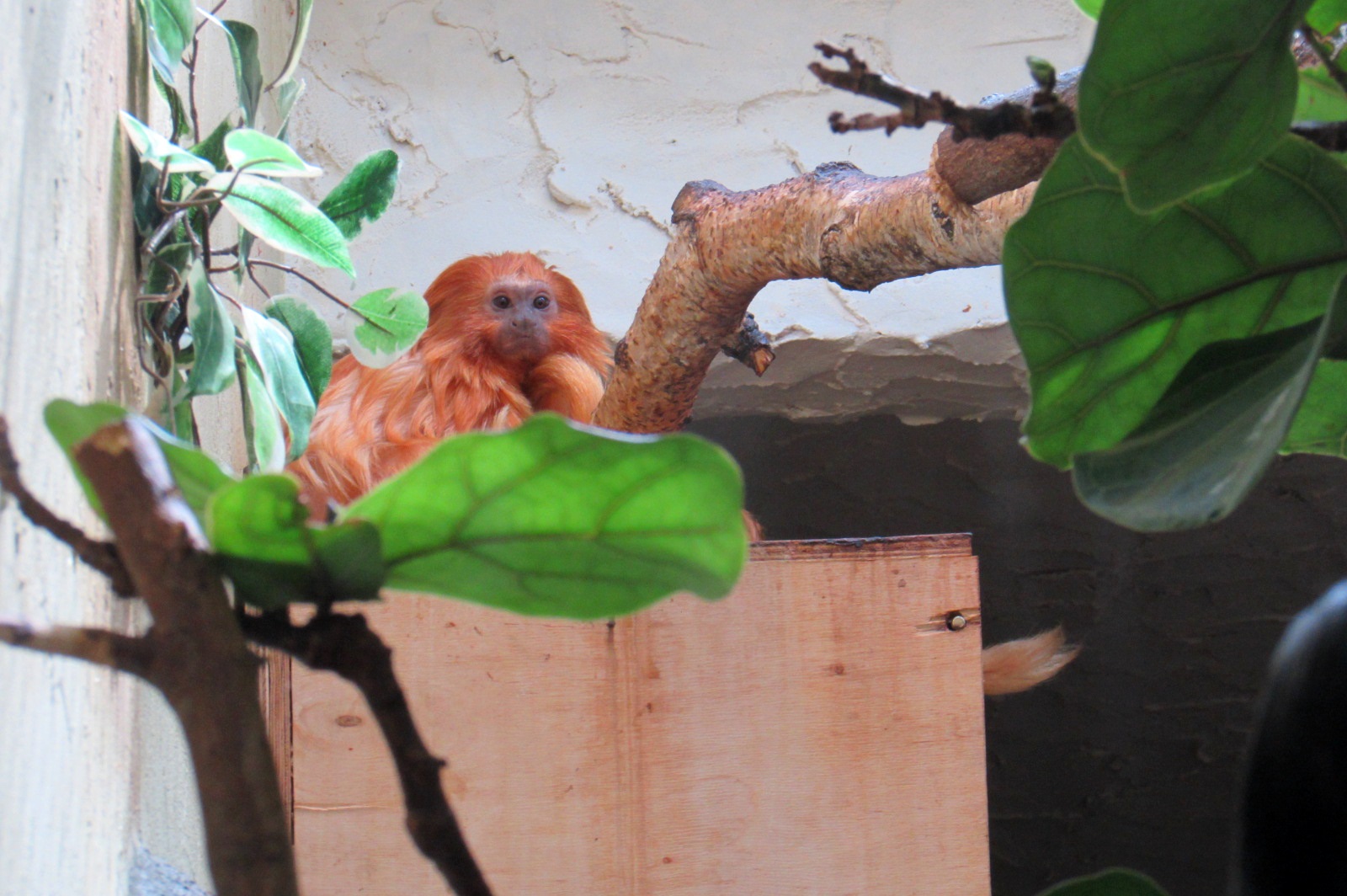 Golden Lion Tamarin - 05/2015