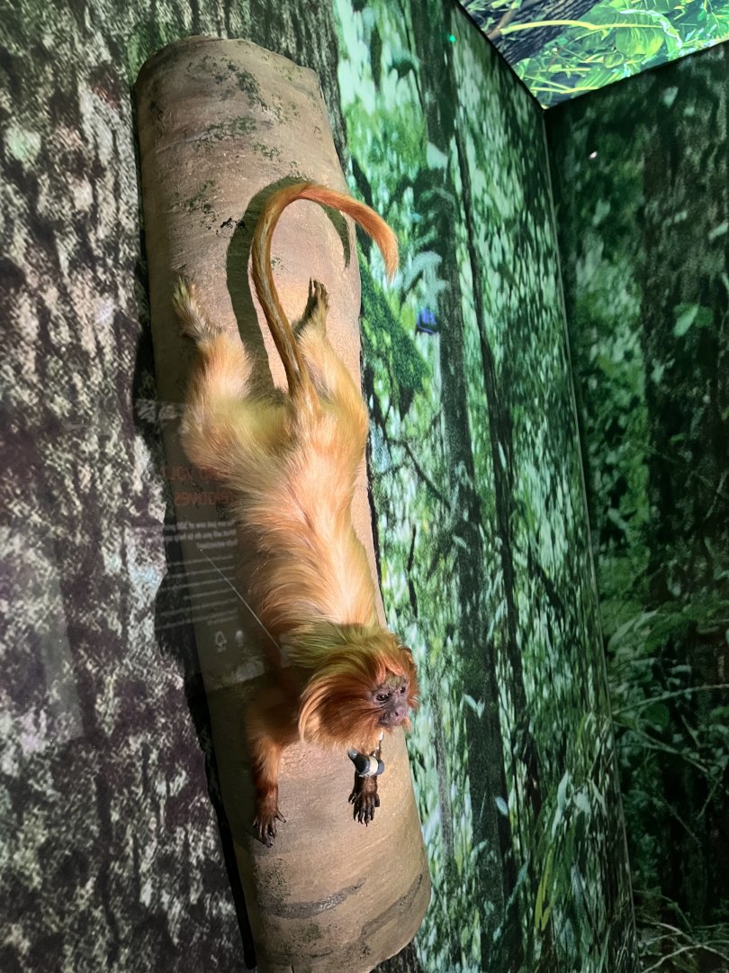 Golden lion tamarin 1.8.25