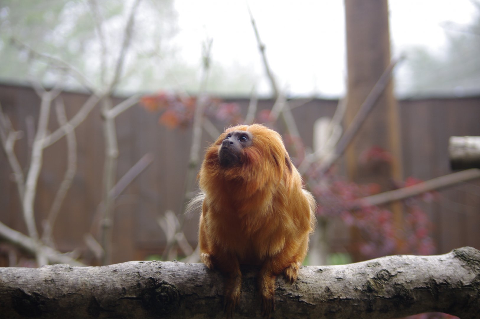 Golden Lion Tamarin- 11/4/2024