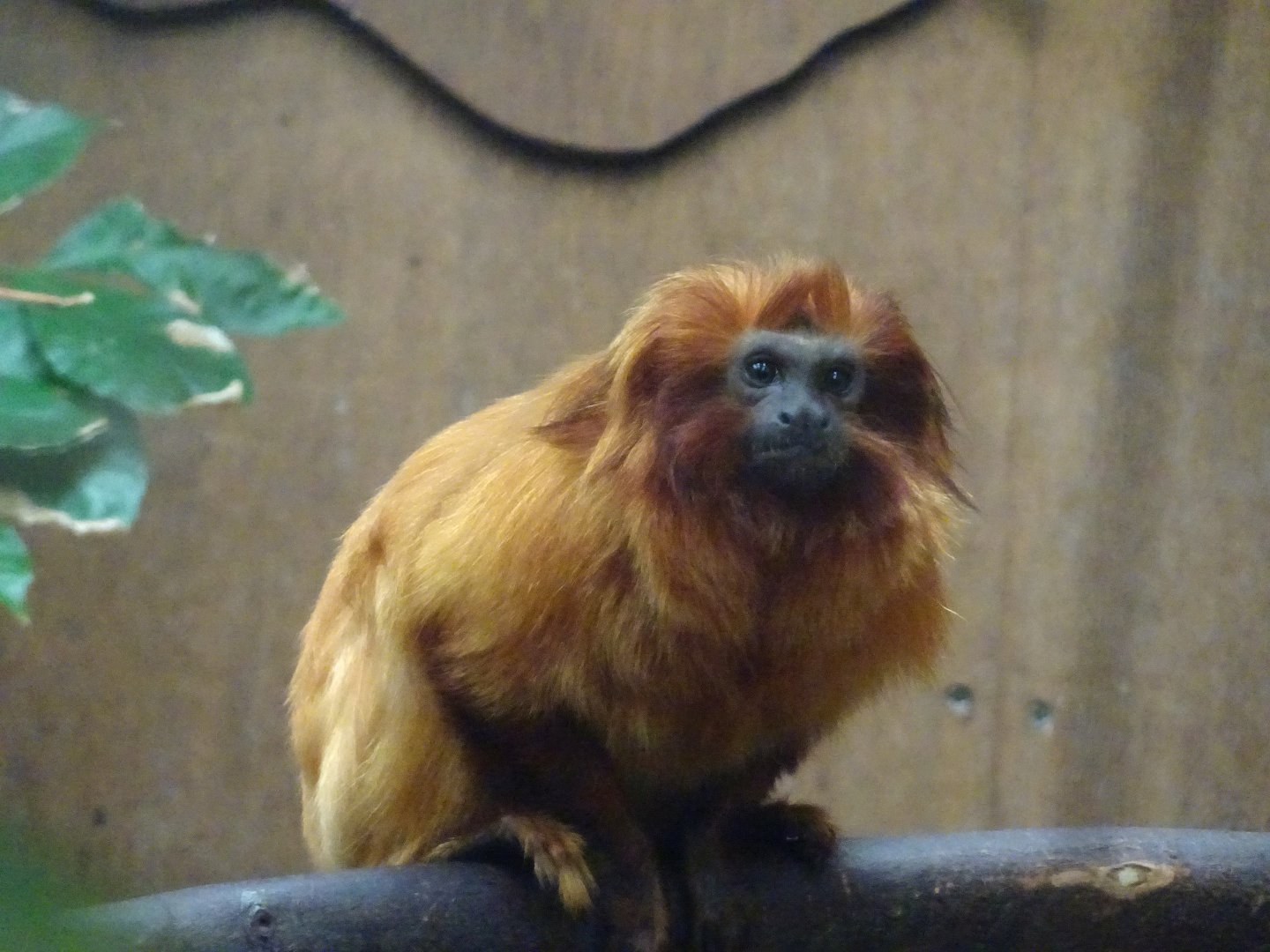Golden Lion Tamarin 16 August 2025