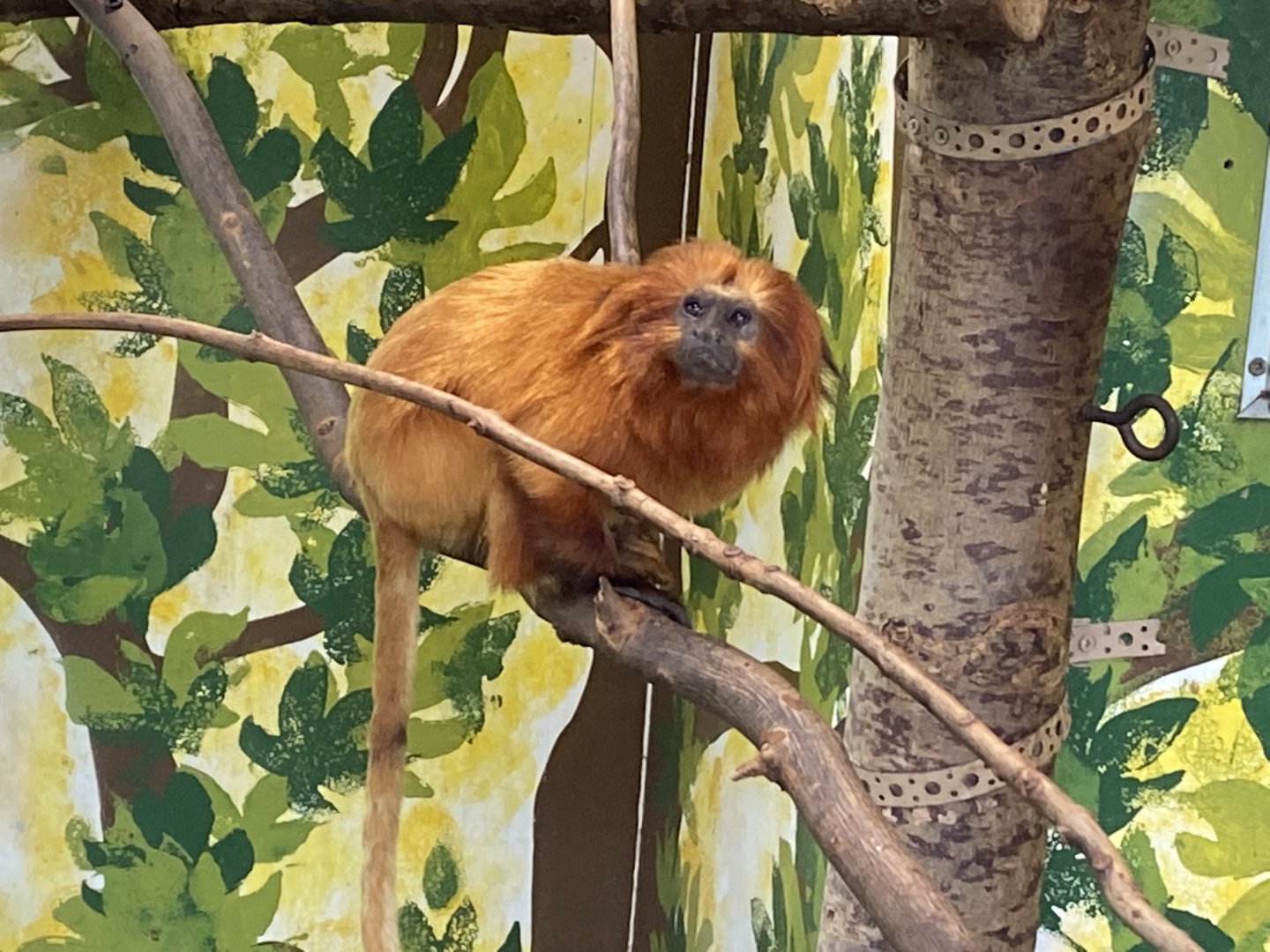 Golden lion tamarin 190622