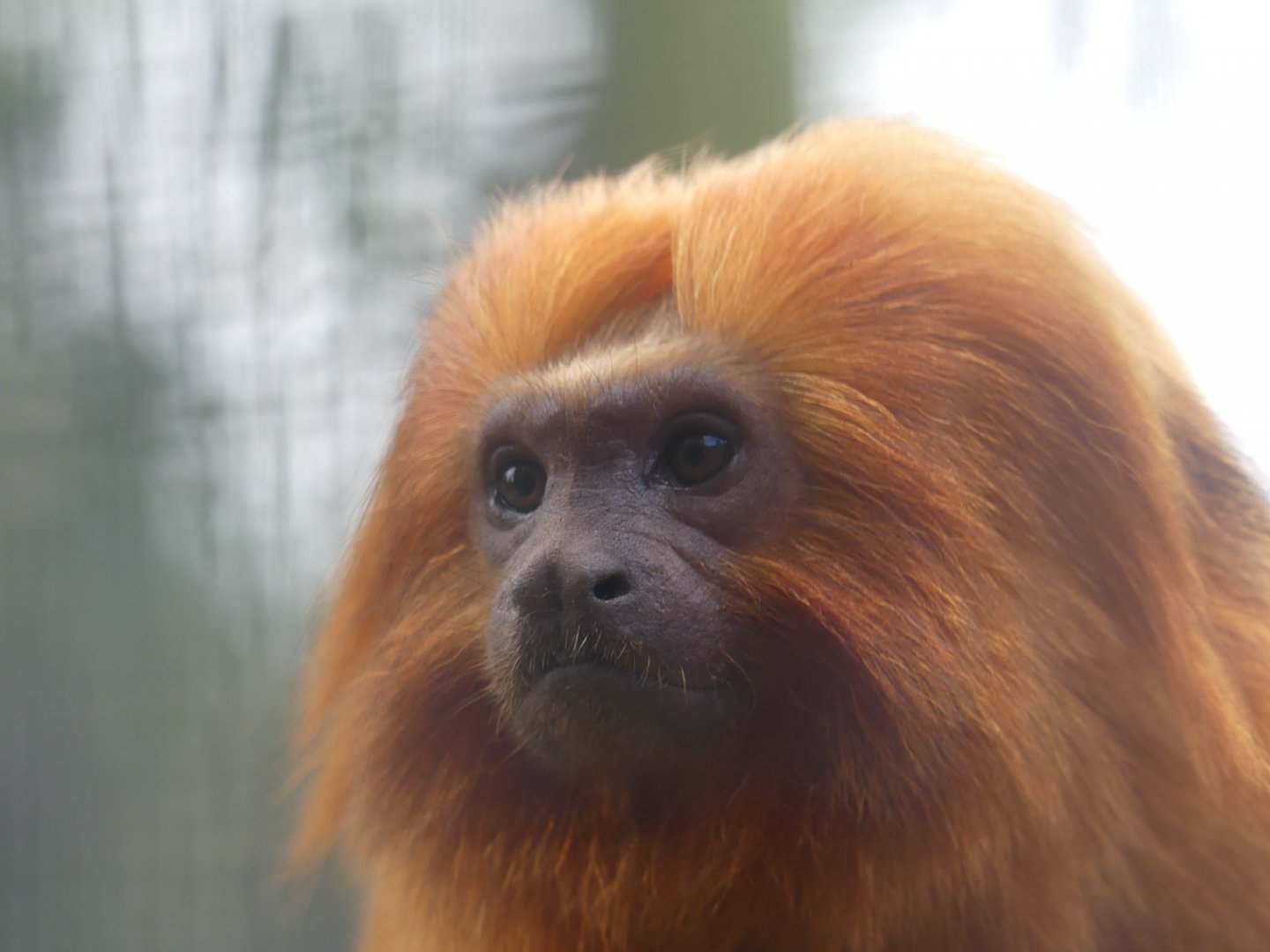 Golden Lion Tamarin - 21.10.24