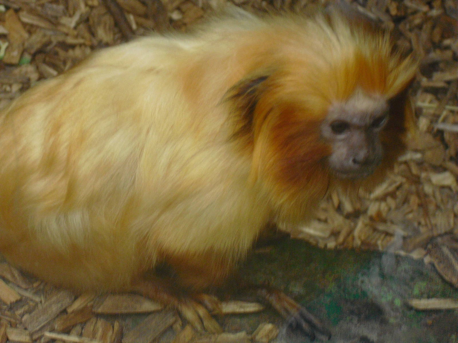 Golden Lion Tamarin - 27/10/2011