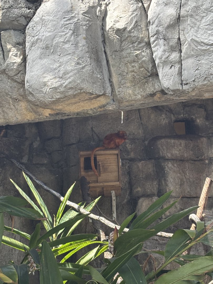 Golden Lion Tamarin - 5/27/2025