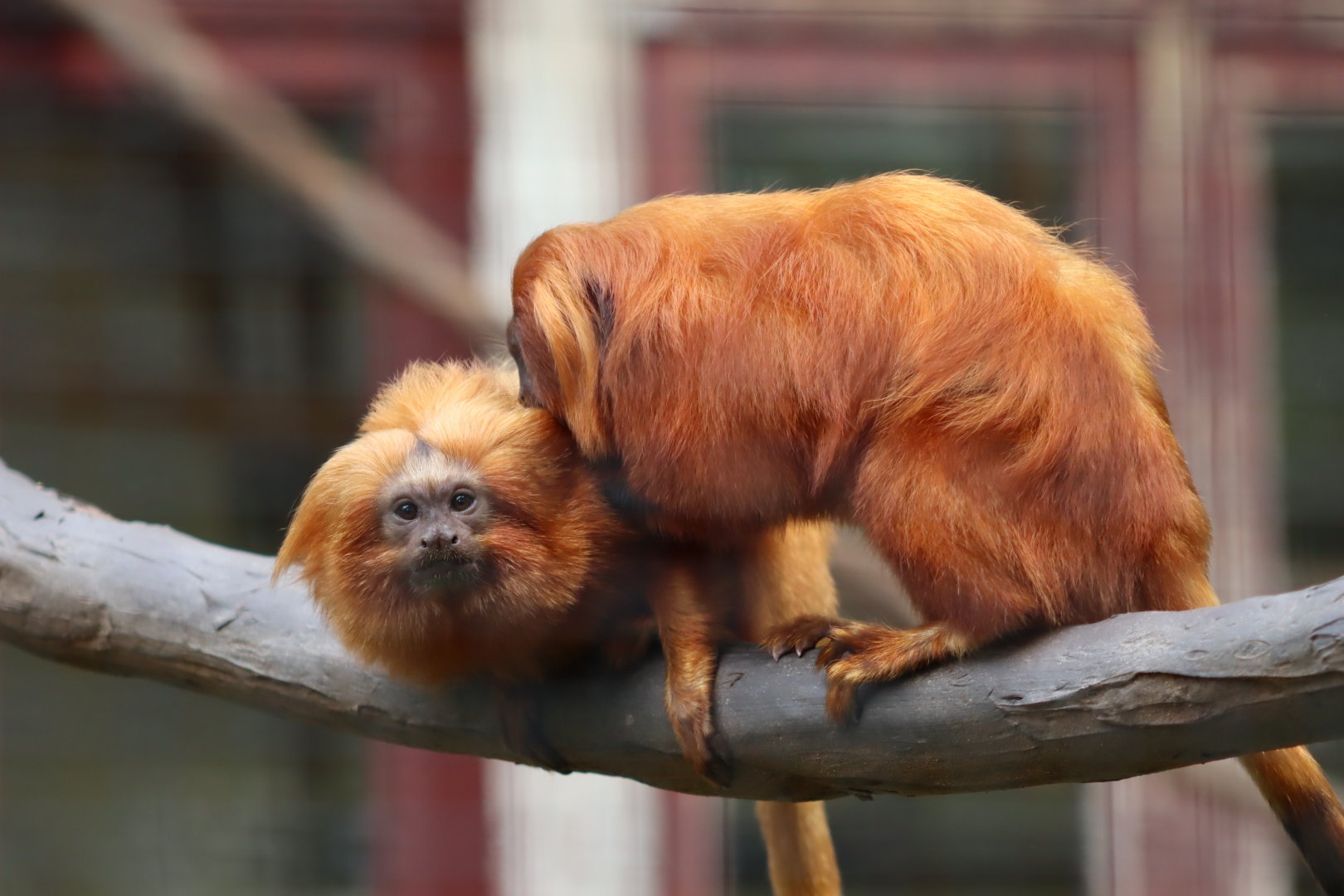 Golden Lion Tamarin - 6th July 2024