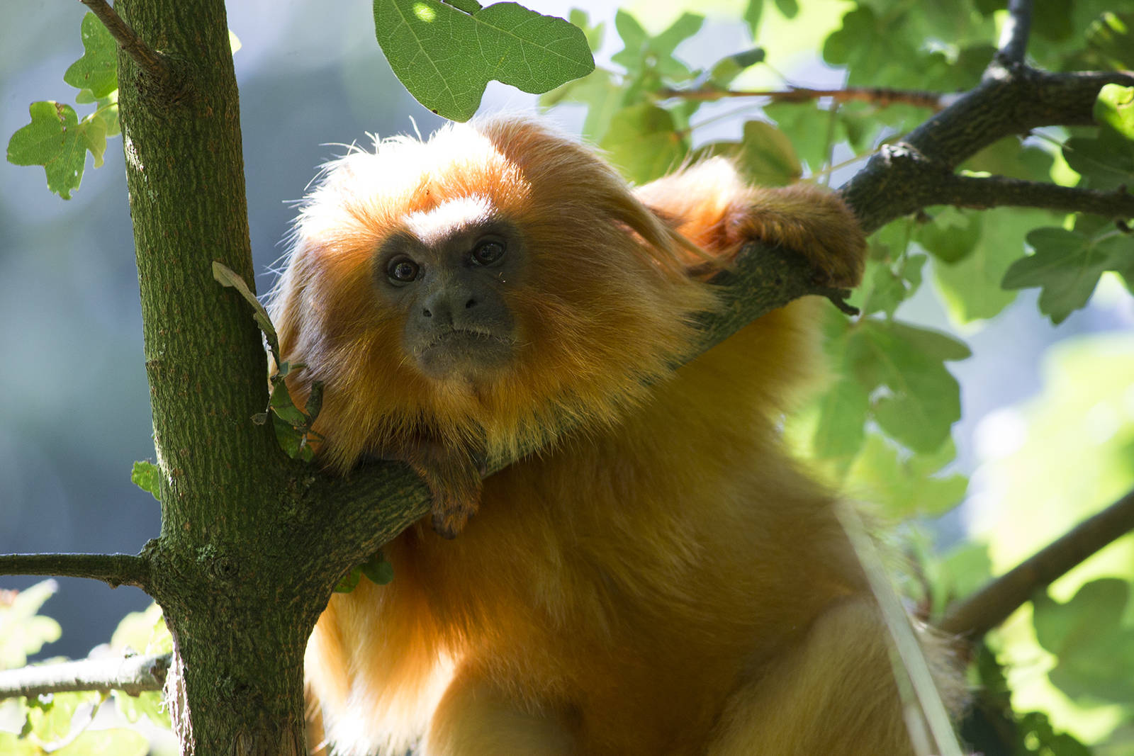 Golden lion tamarin, 8/19/15