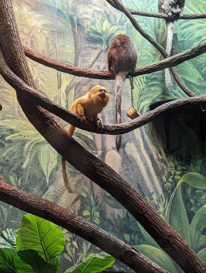 Golden Lion Tamarin and Bolivian Grey Ti-ti monkey at the Greensboro Science Center
