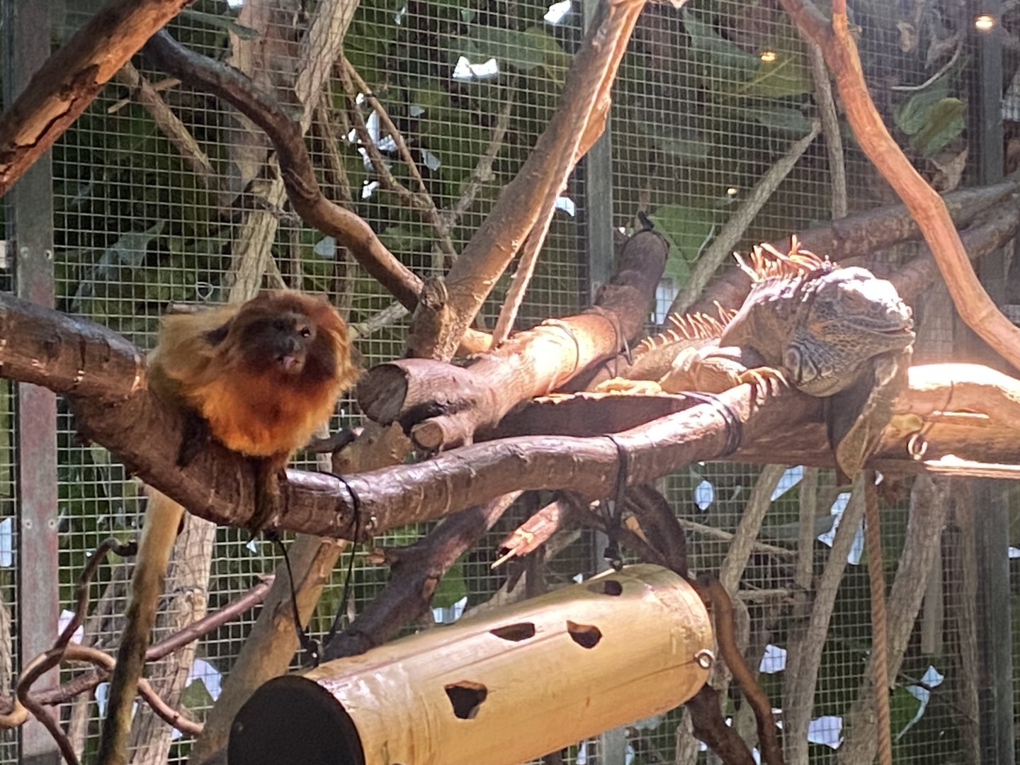 Golden lion tamarin and Common green iguana 261124
