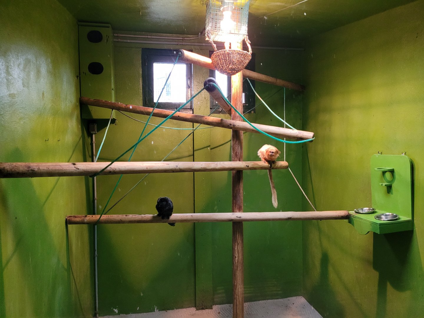 Golden lion tamarin and Goeldi's marmoset exhibit -Zoo de Santillana del Mar (2023)