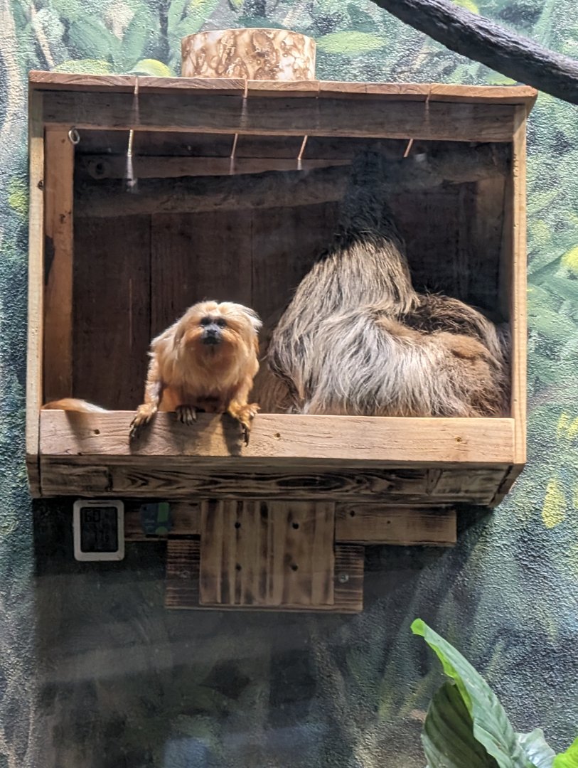 Golden Lion Tamarin and Linne's Two-toed Sloth