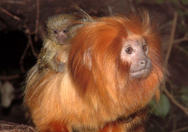 Golden Lion Tamarin and Pygmy Marmoset babies