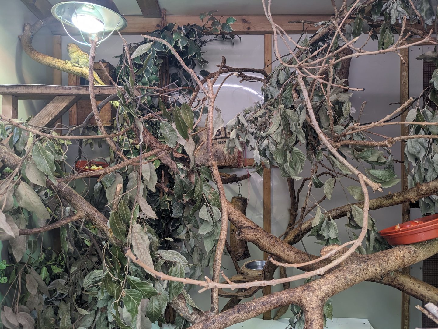 Golden Lion Tamarin and Pygmy Marmoset indoor enclosure