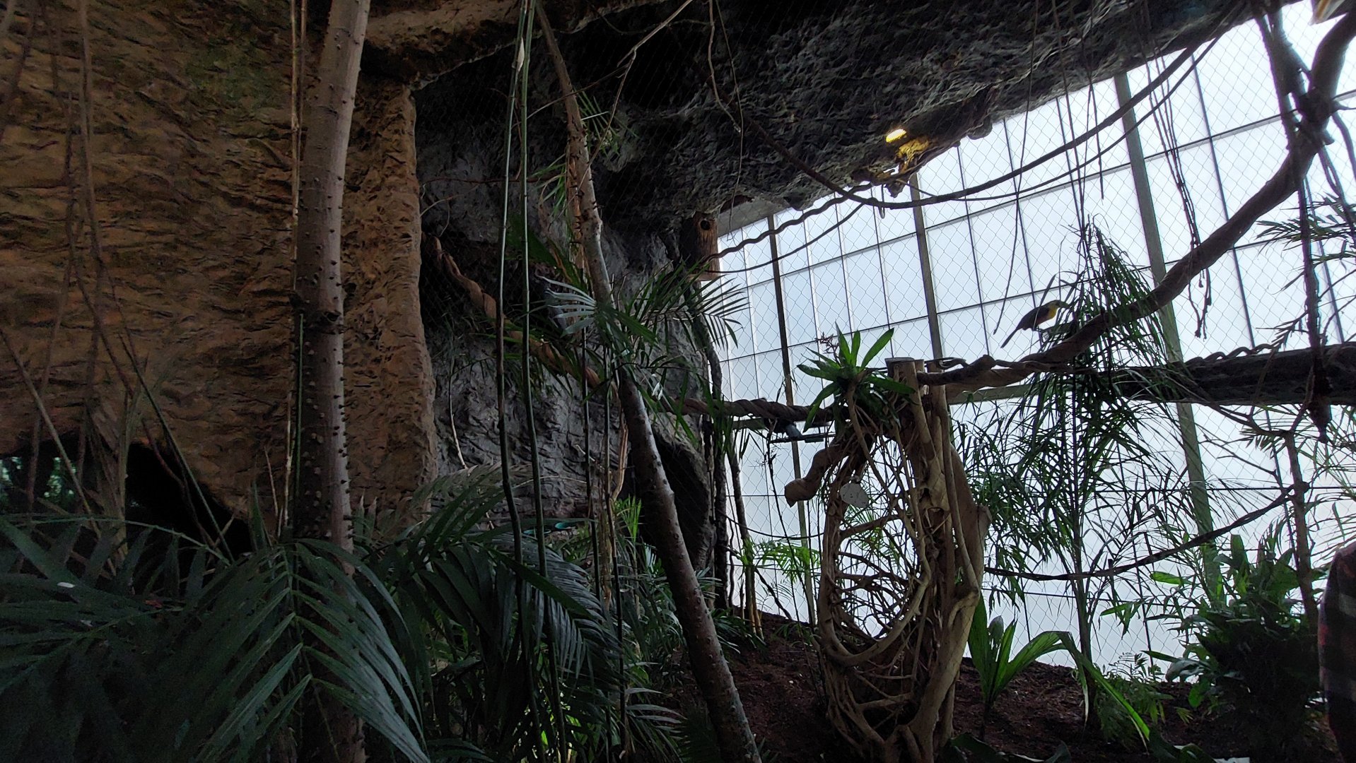 Golden Lion Tamarin and Wattles Guan exhibit- Jungle jewels