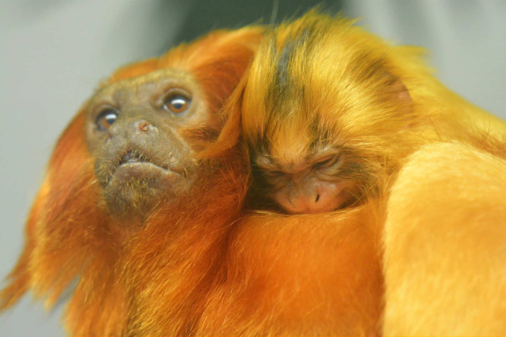 Golden Lion Tamarin And Young