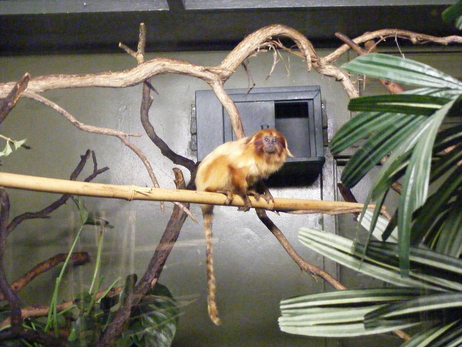 Golden lion-tamarin - April, 2010
