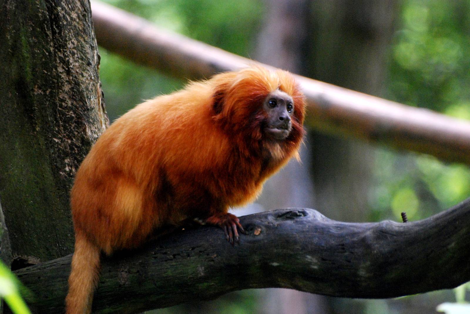 Golden Lion Tamarin at Apenheul, 30/05/12