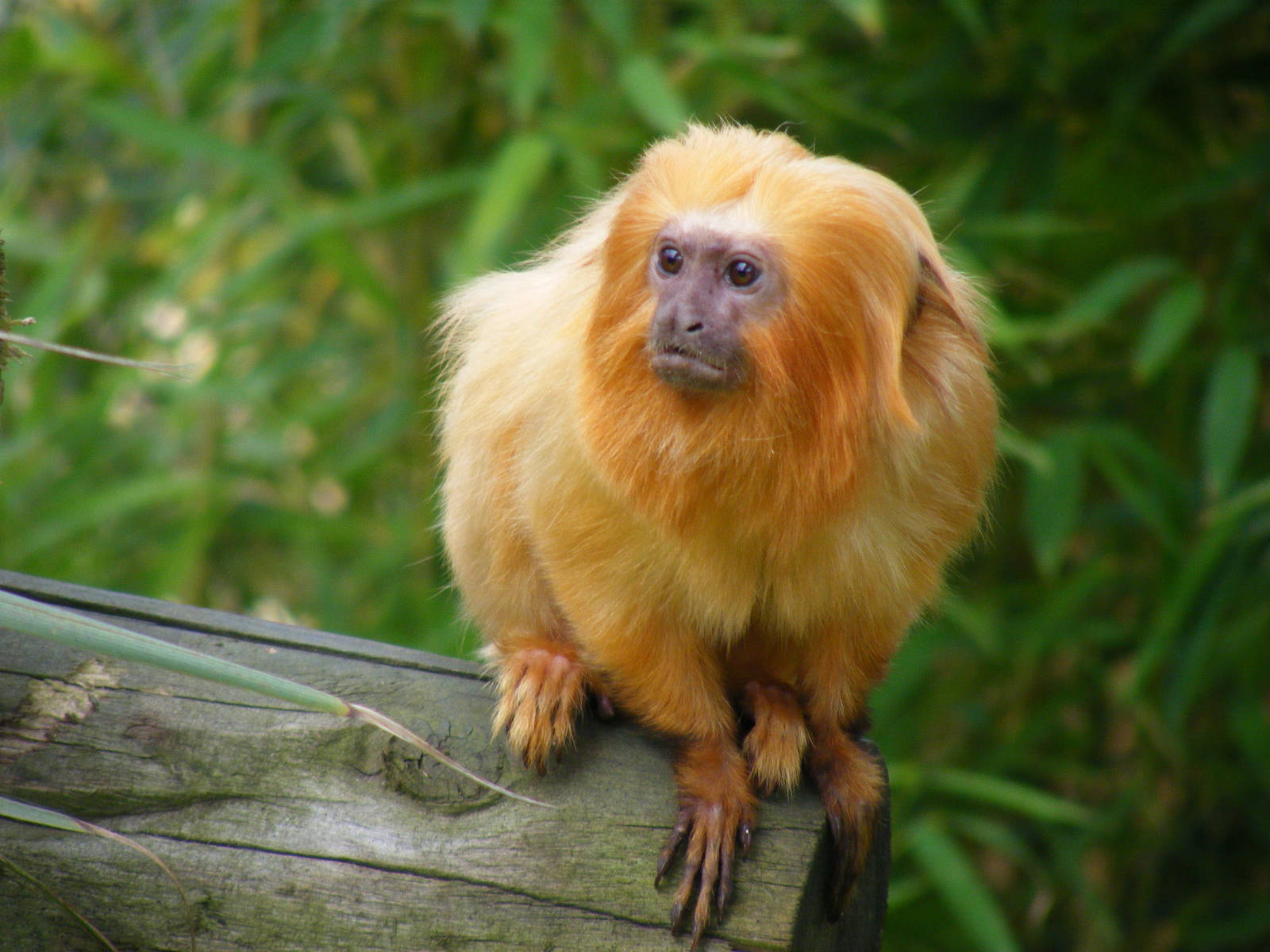 Golden lion tamarin at Colchester Zoo, 17 September 2010
