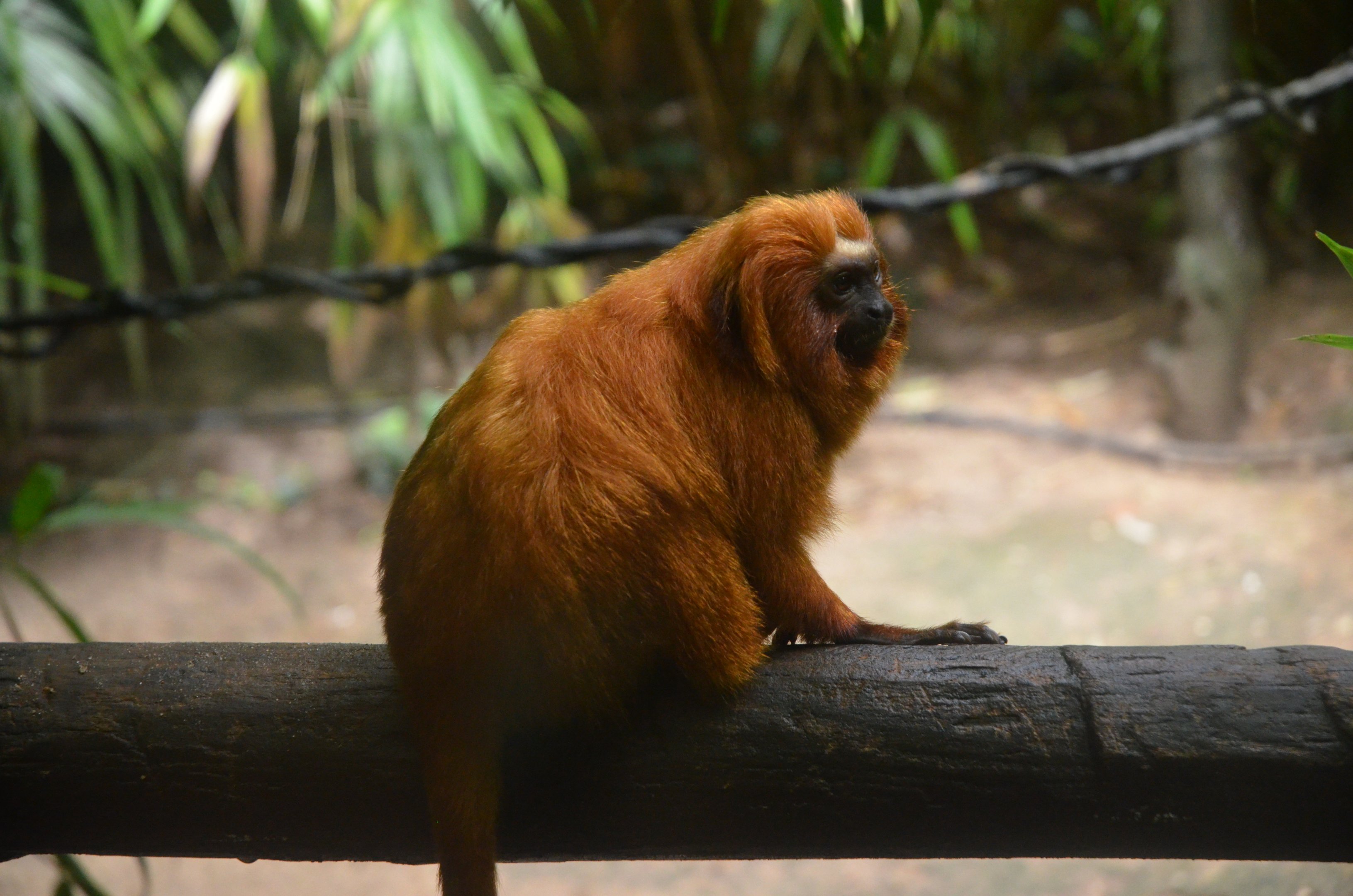 Golden Lion Tamarin at La Flèche, 11/06/18