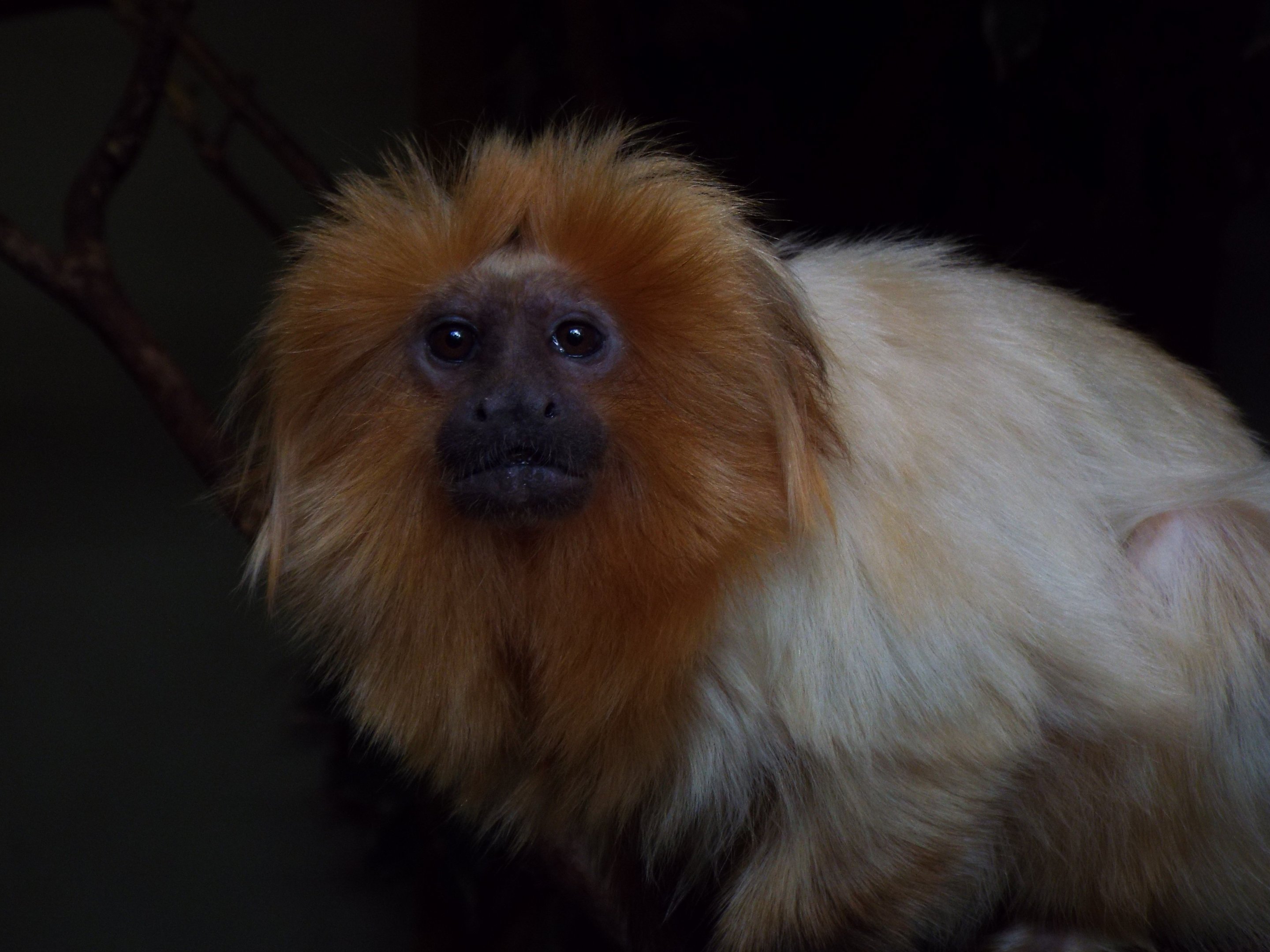 Golden lion tamarin at Shaldon