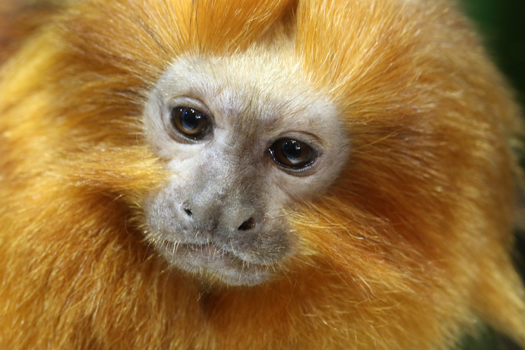 Golden Lion Tamarin at Skansen-Akvariet 30th August 2016