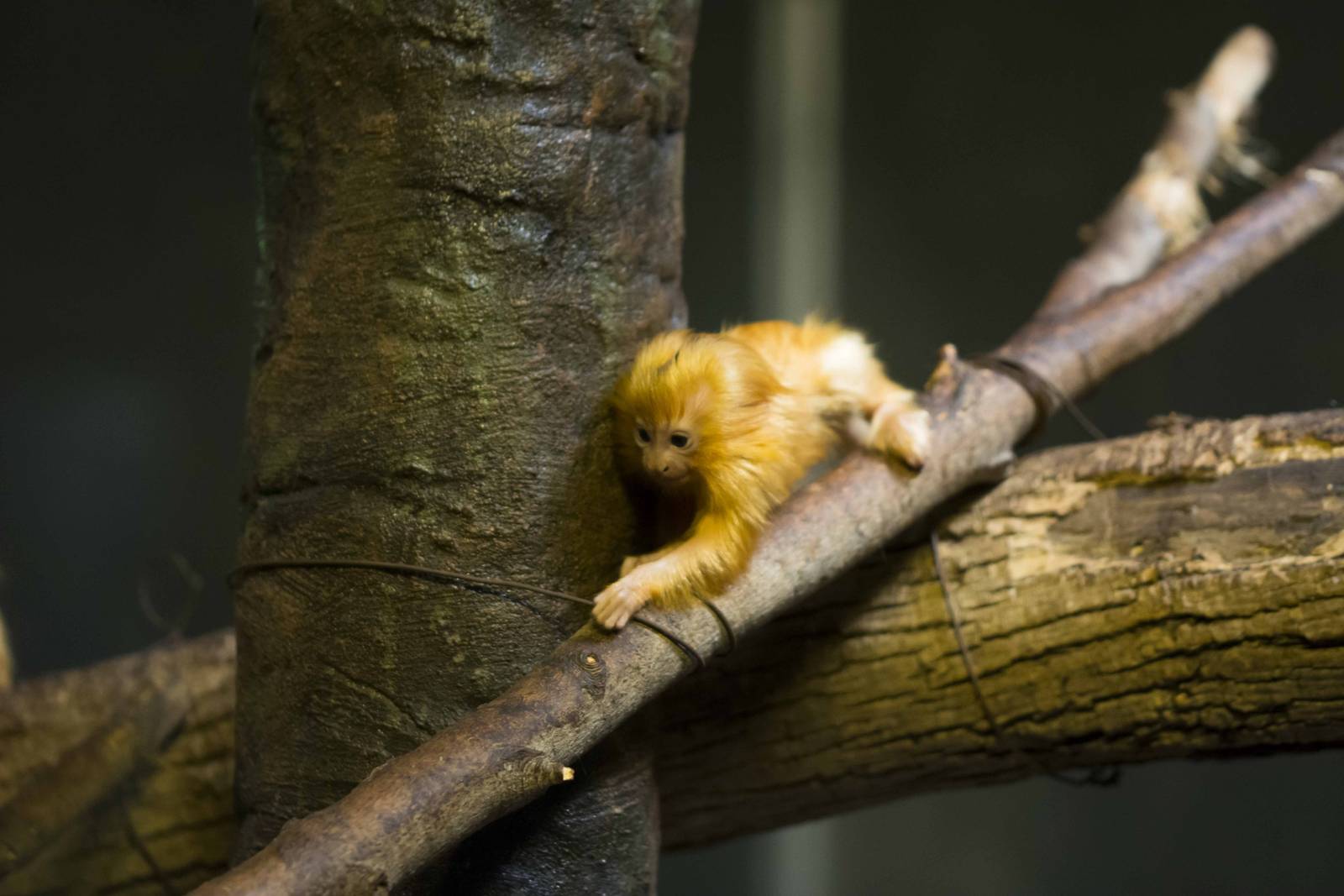 Golden Lion Tamarin baby alone