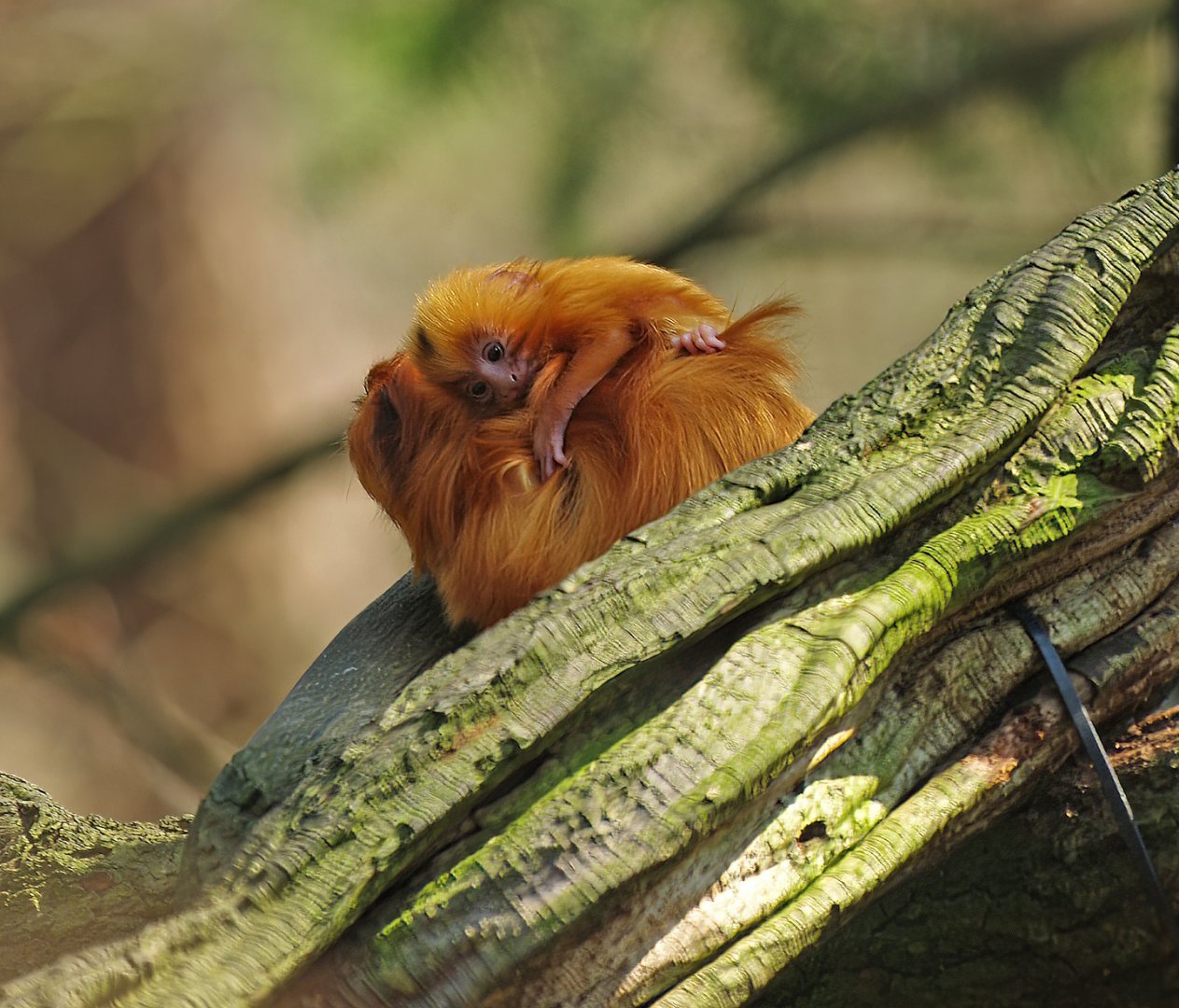 Golden lion tamarin baby (Leontopithecus rosalia), 2010-04-18