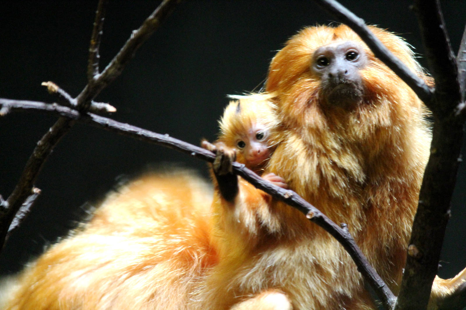 Golden Lion Tamarin Baby