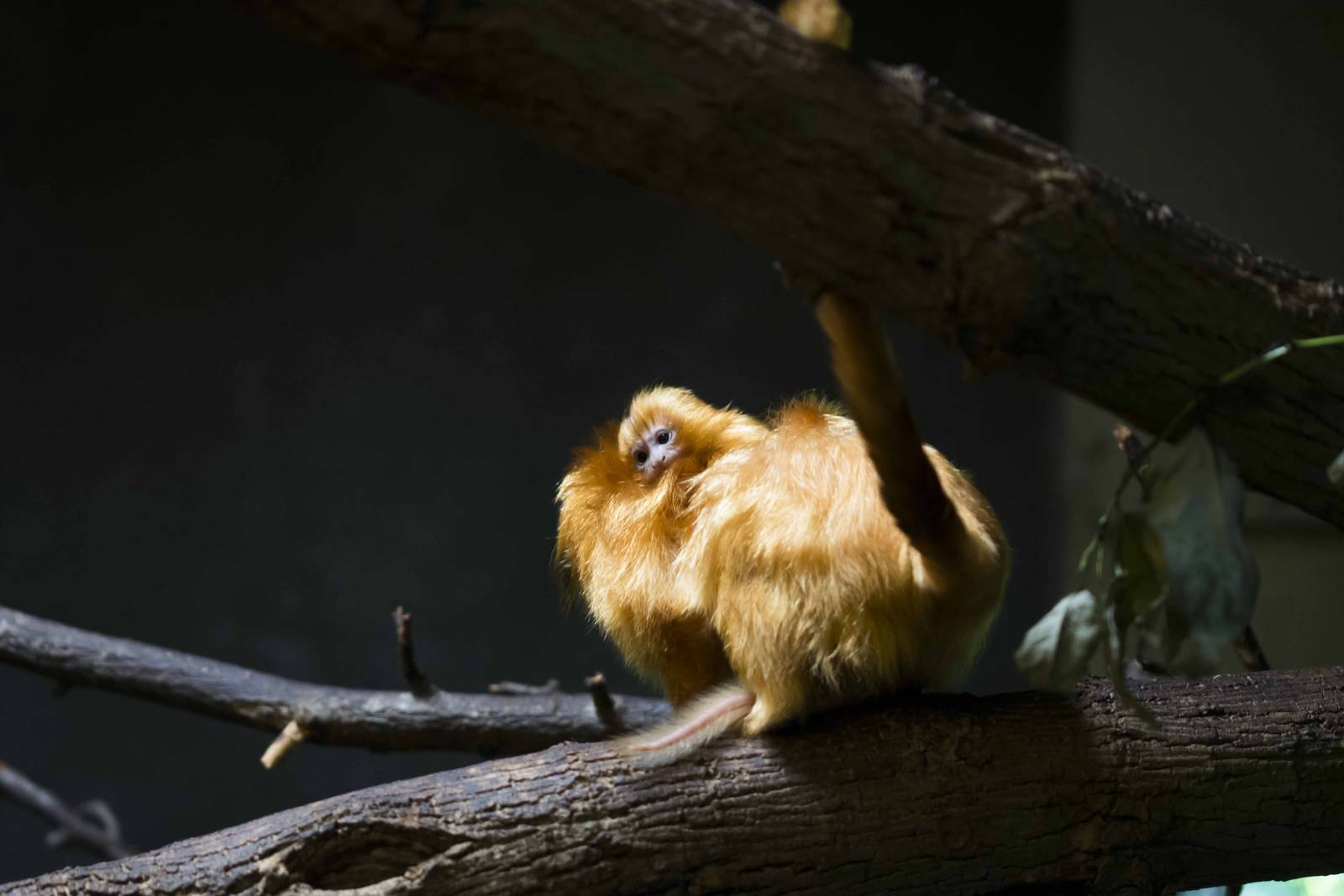 Golden Lion Tamarin baby