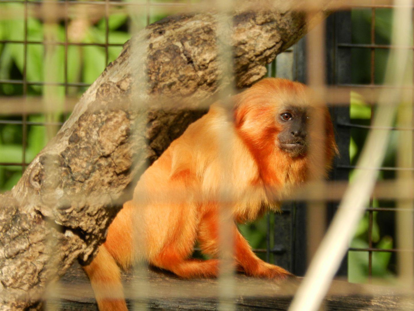 Golden-lion tamarin - Belo Horizonte zoo