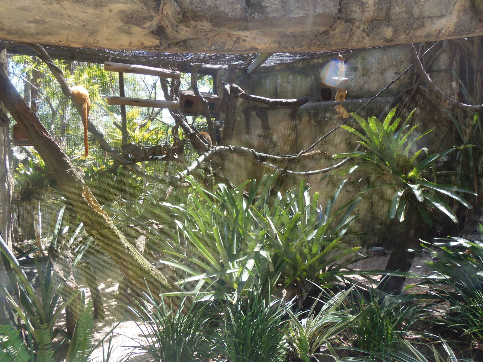 Golden-Lion Tamarin/Bolivian Gray Titi Exhibit