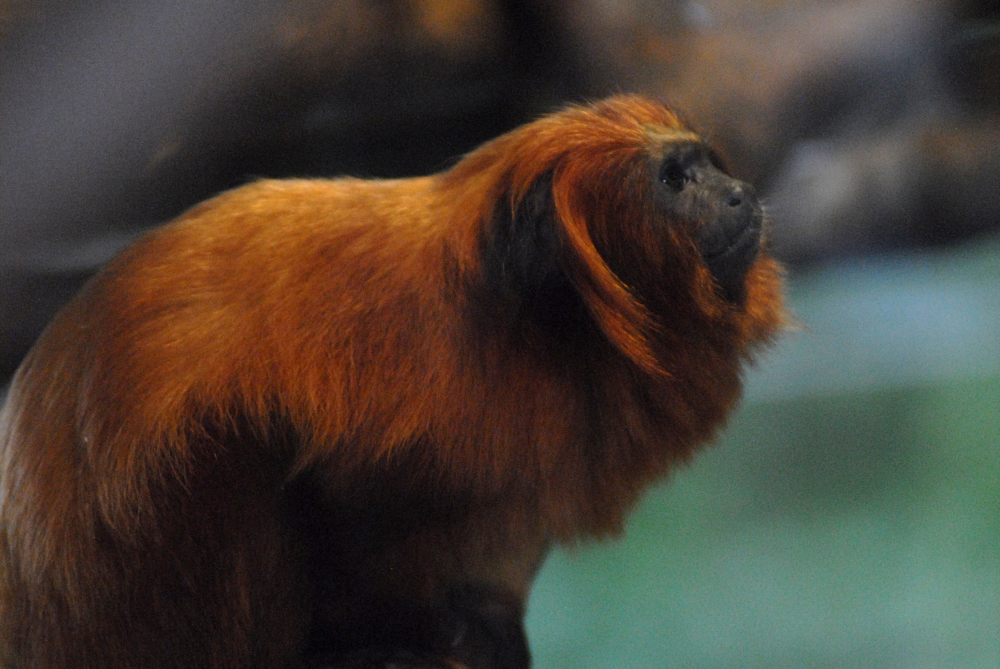 Golden Lion Tamarin - Bristol Zoo 2022