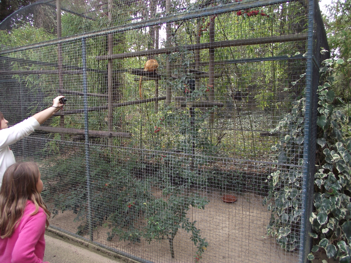 Golden Lion Tamarin Cage