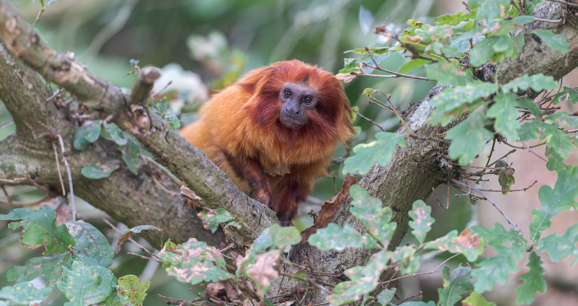 Golden Lion Tamarin, Chester, UK